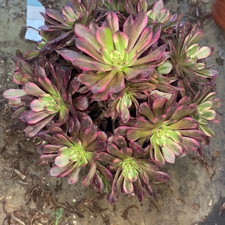 红金刚26多肉植物法师法师