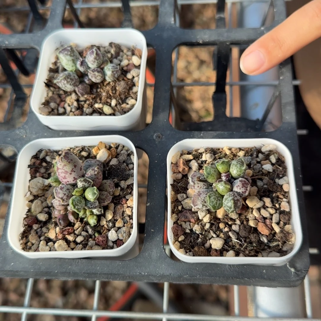 单颗达摩量拍链接