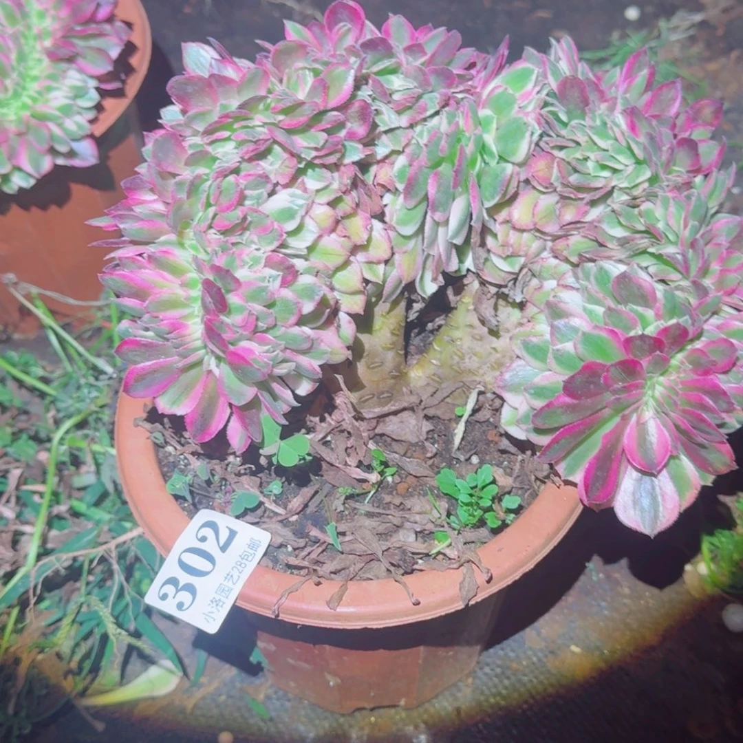 302荔枝缀化多肉植物满28包邮