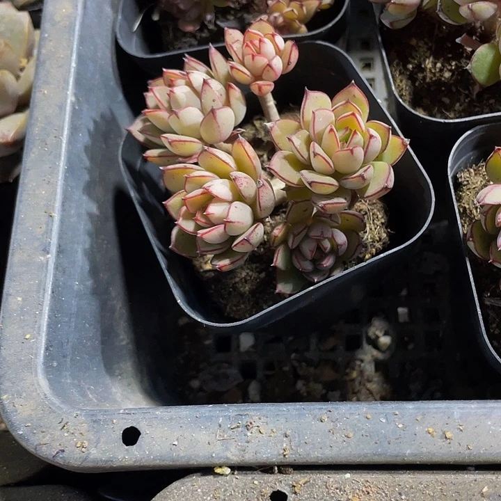 灰姑娘2.8带盆土发