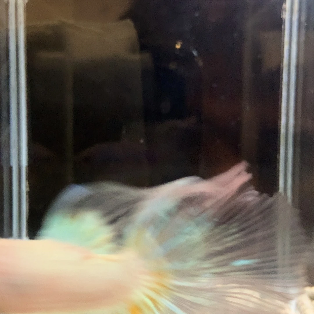 海水七弟泰国斗鱼44