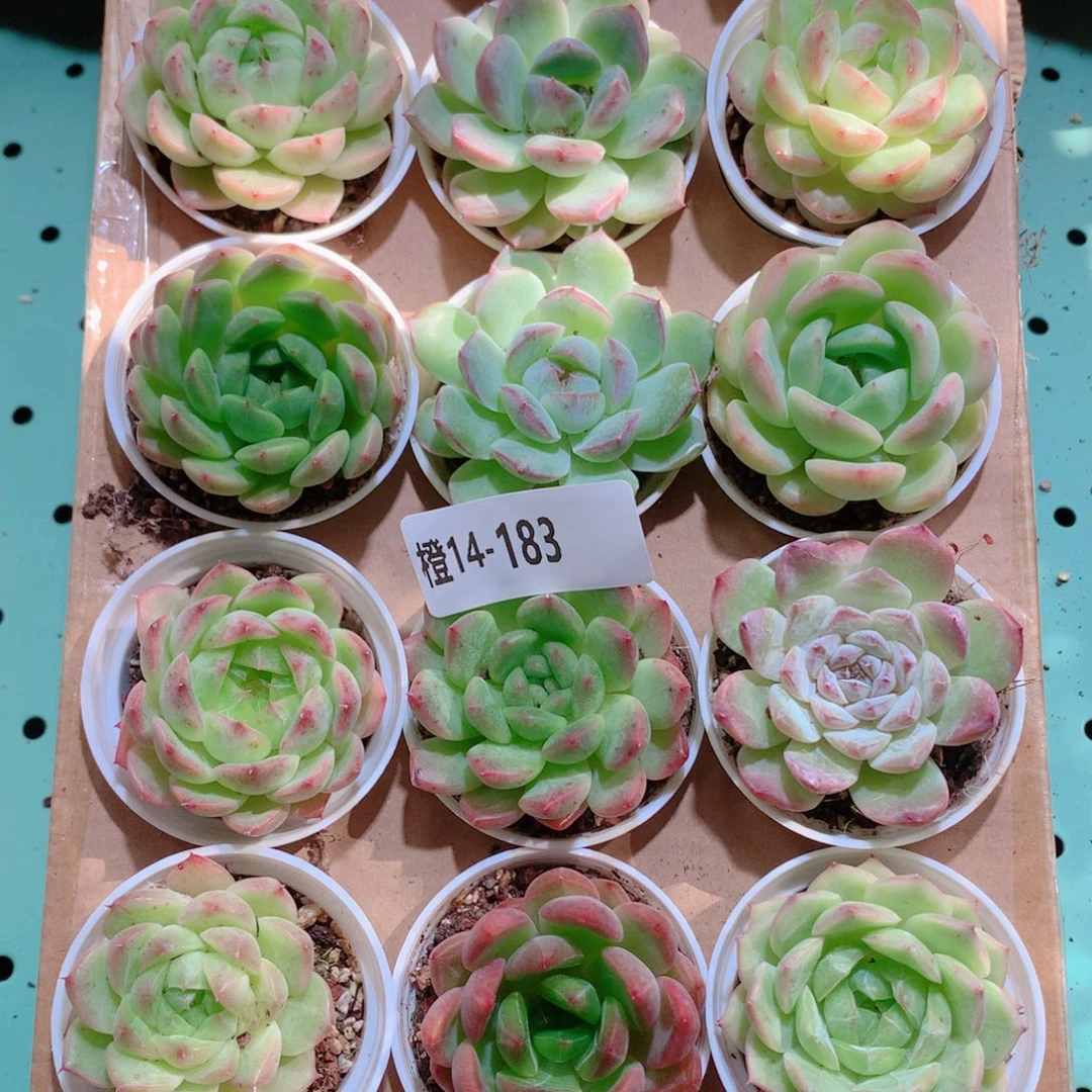 14-183一物一拍多肉带盆18颗