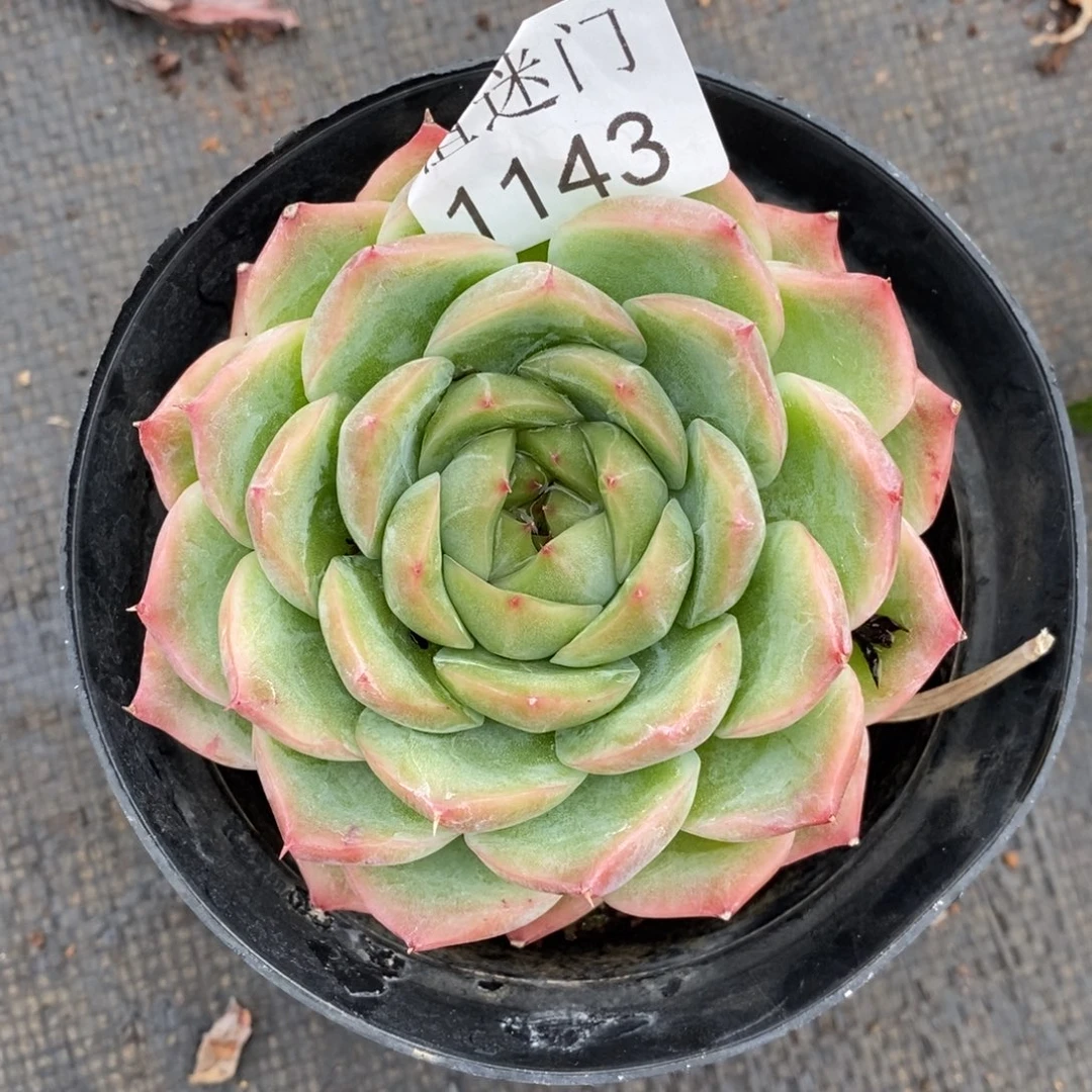 @***月杂交精品多肉1143~8厘米