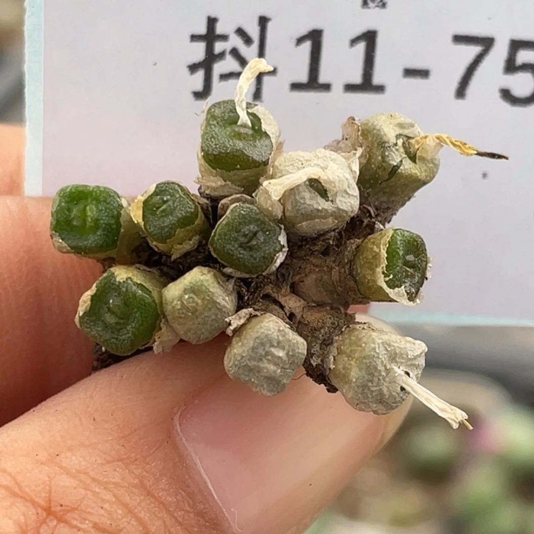 11-75方糖多肉植物