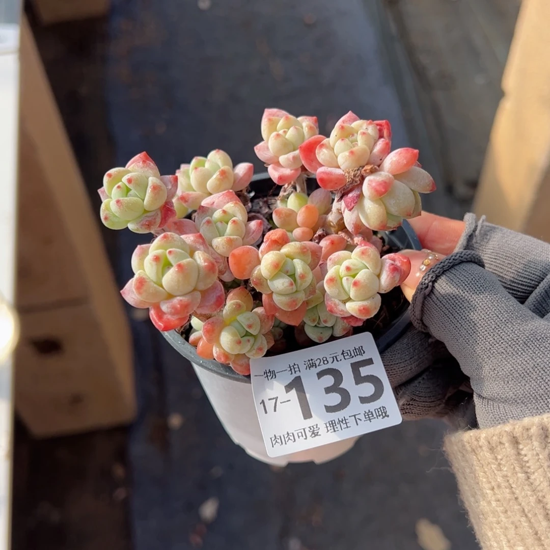粉香水多肉多肉多肉多肉