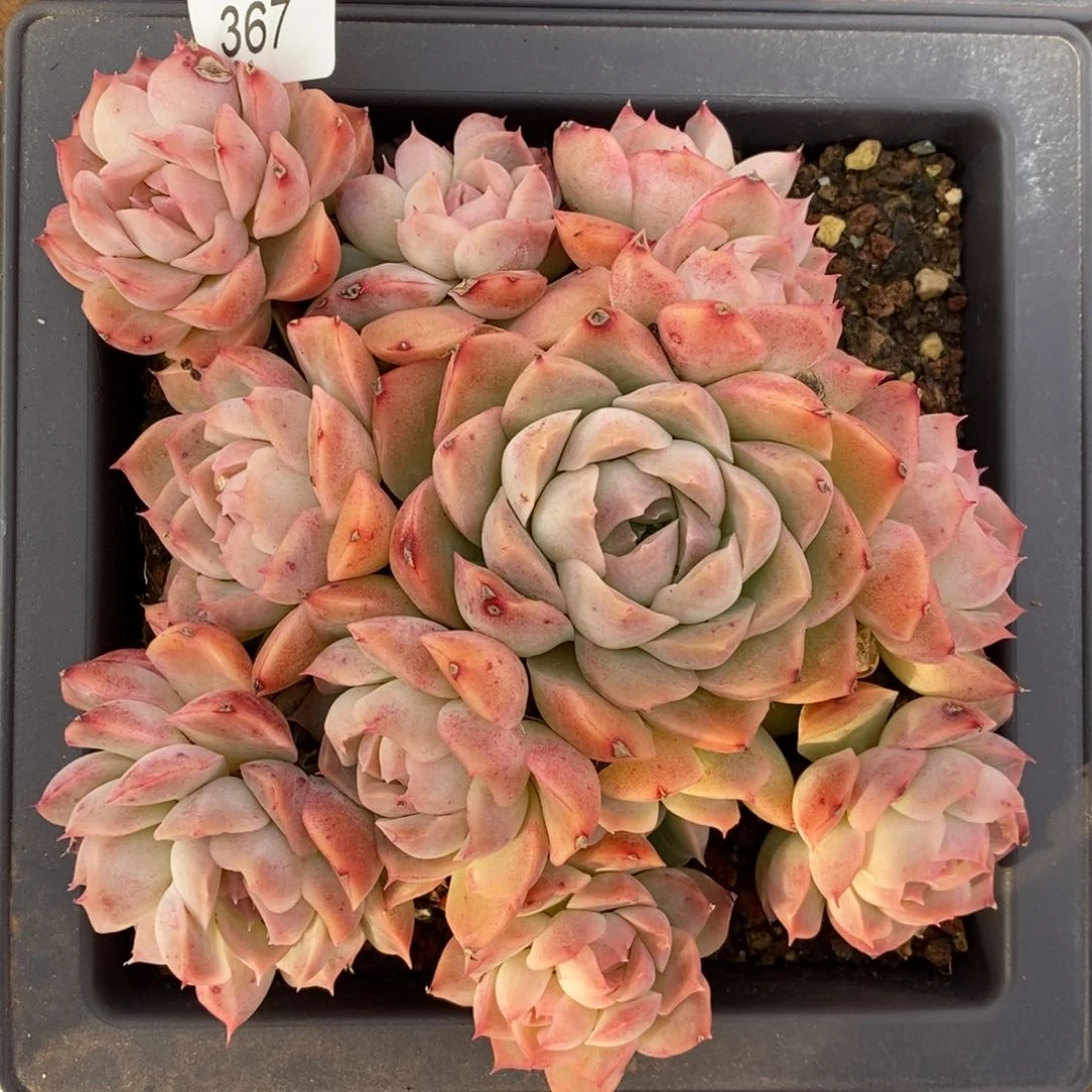 彭*虎杂交精品多肉367