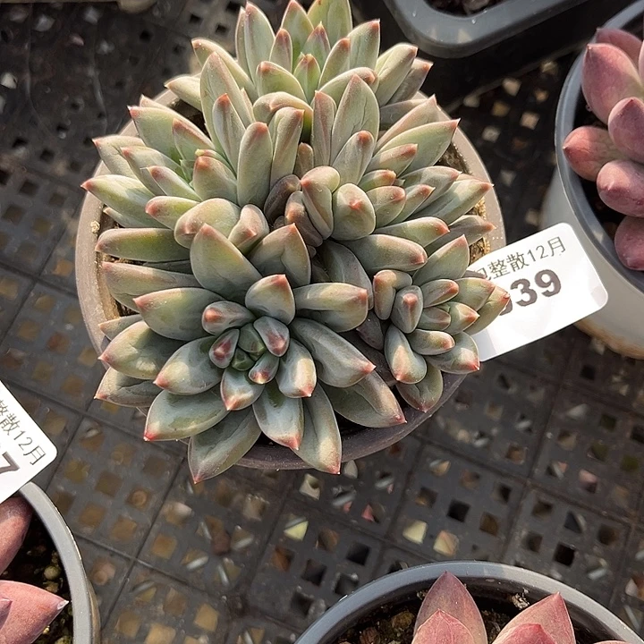 阿雅园艺。        039