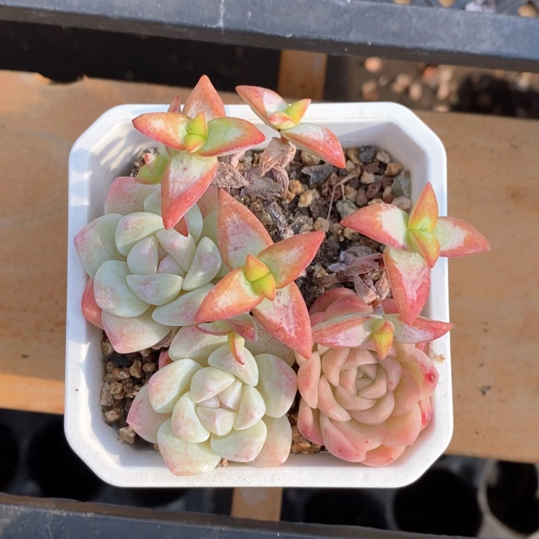 精品多肉一物一拍18