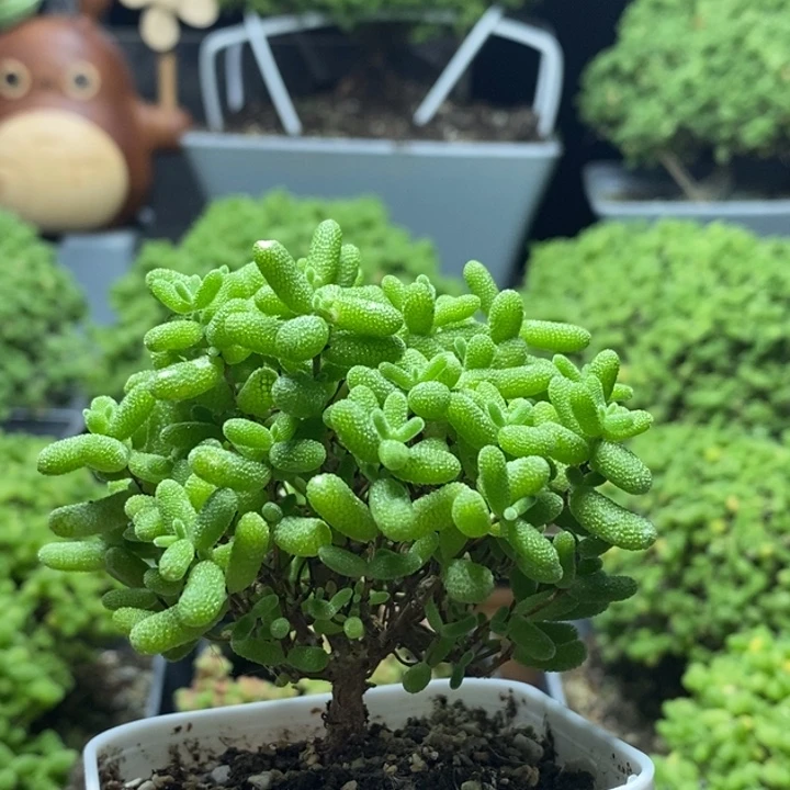 蜜橘糖球8279枝干番杏
