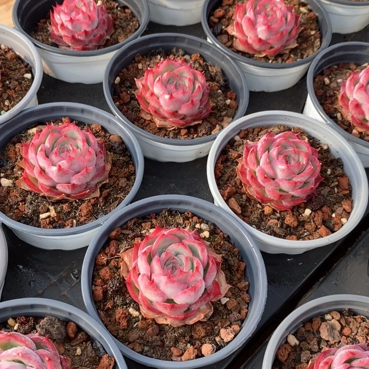 110侧影单头 福利多多