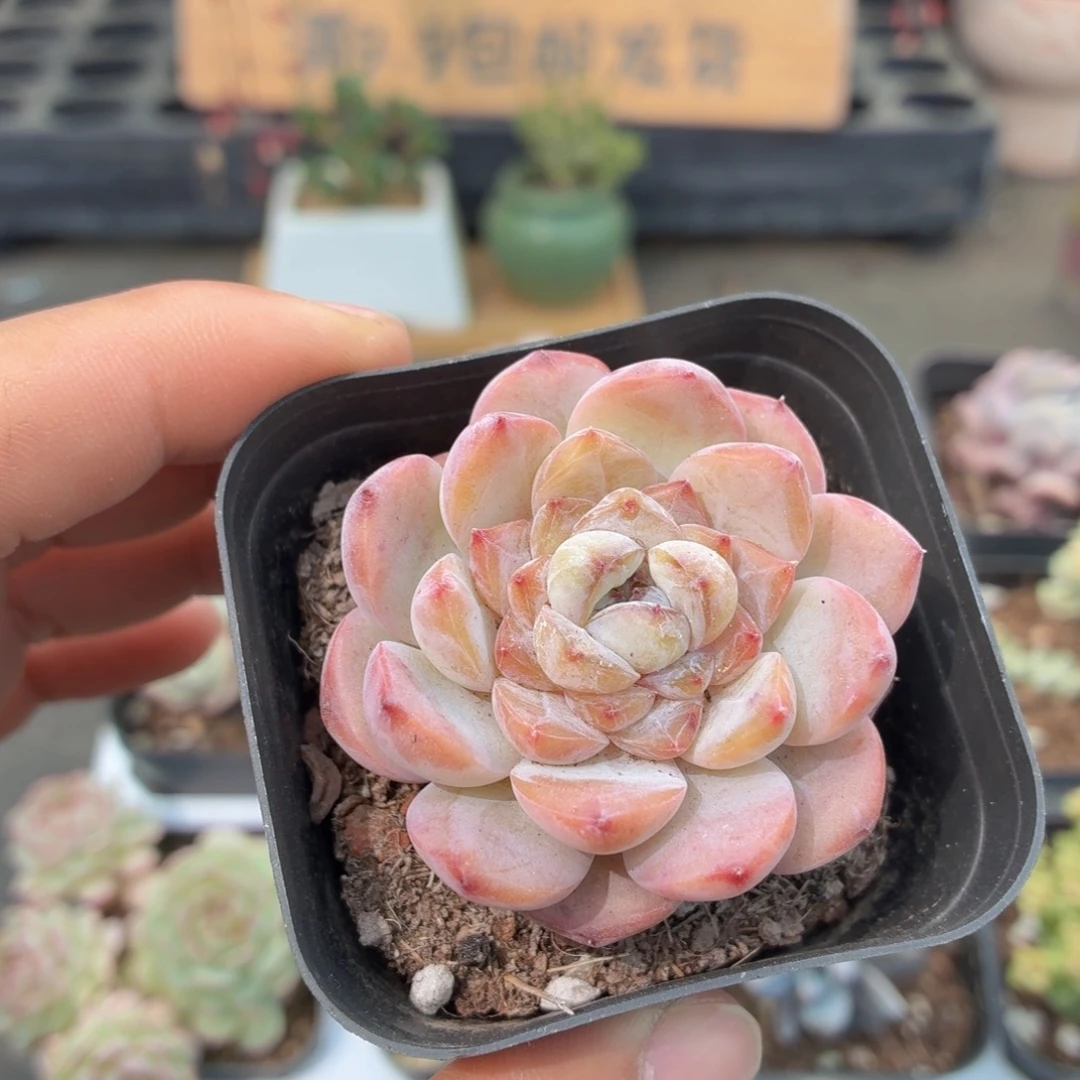 冰魄多肉9.9包邮发货