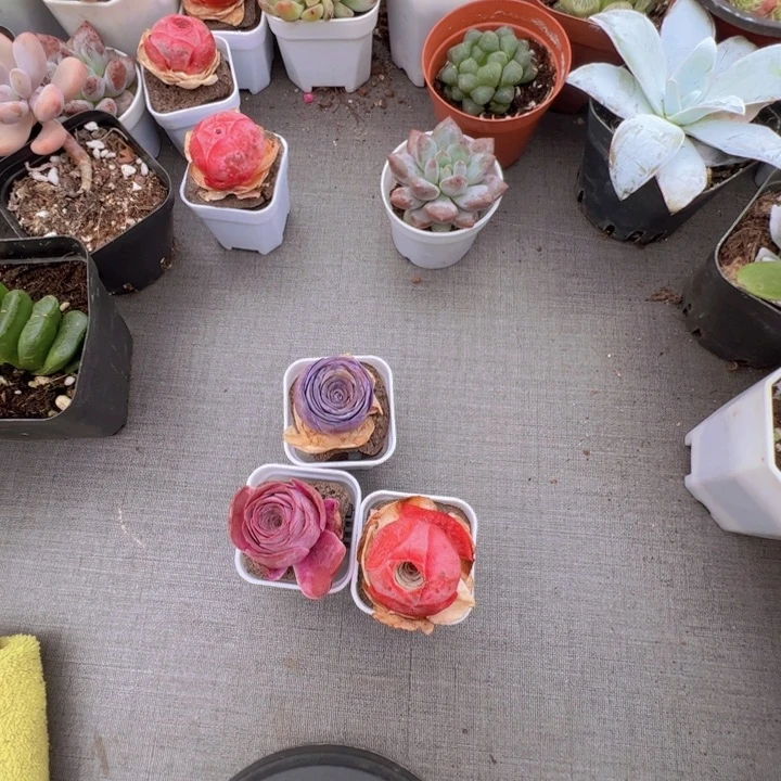 田***2无土栽培 紫 粉 红