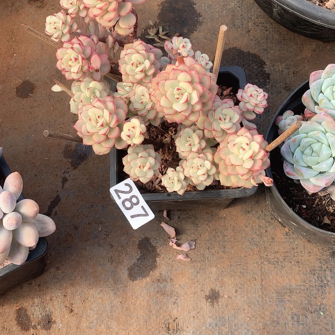 287 一物一拍多肉！