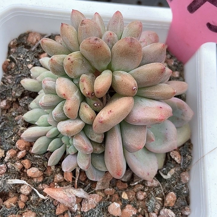 多肉植物凌雪缀945