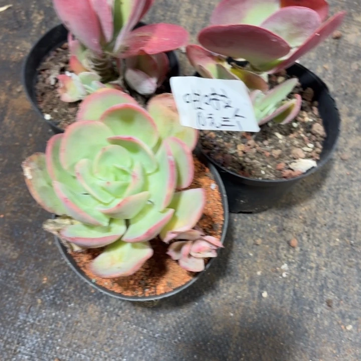 L***啦多肉植物一物一拍