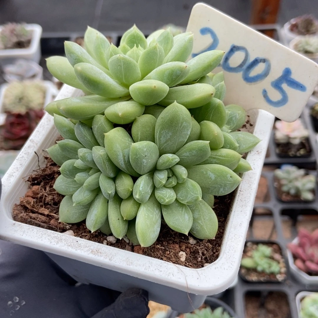 2005百搭翡翠多肉植物