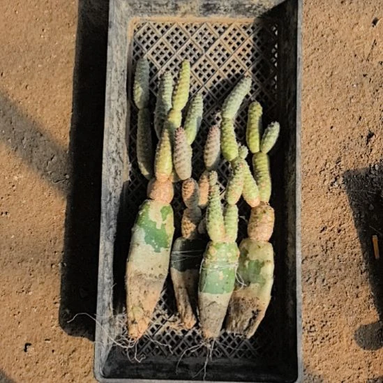 习志野仙人球直播