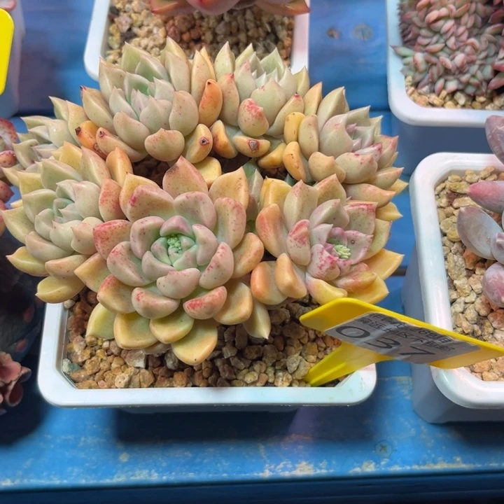 大037；hcbcvvbbbbbb