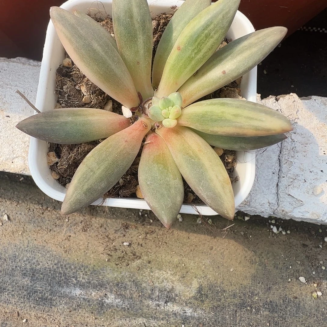 哦***璃多肉植物多肉植物
