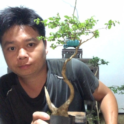 无花朵盆景盆栽植物