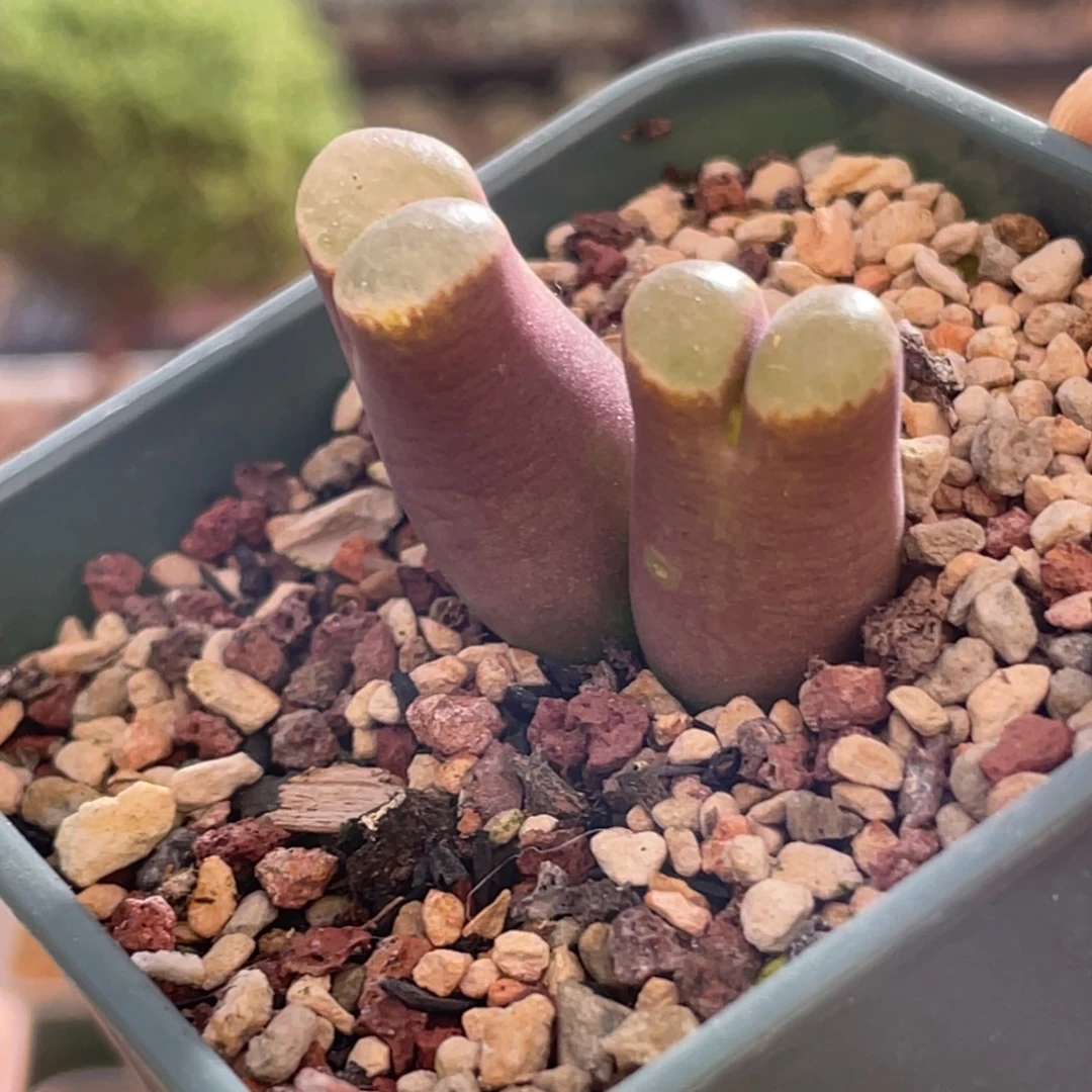 双头磁铁植物一物一拍