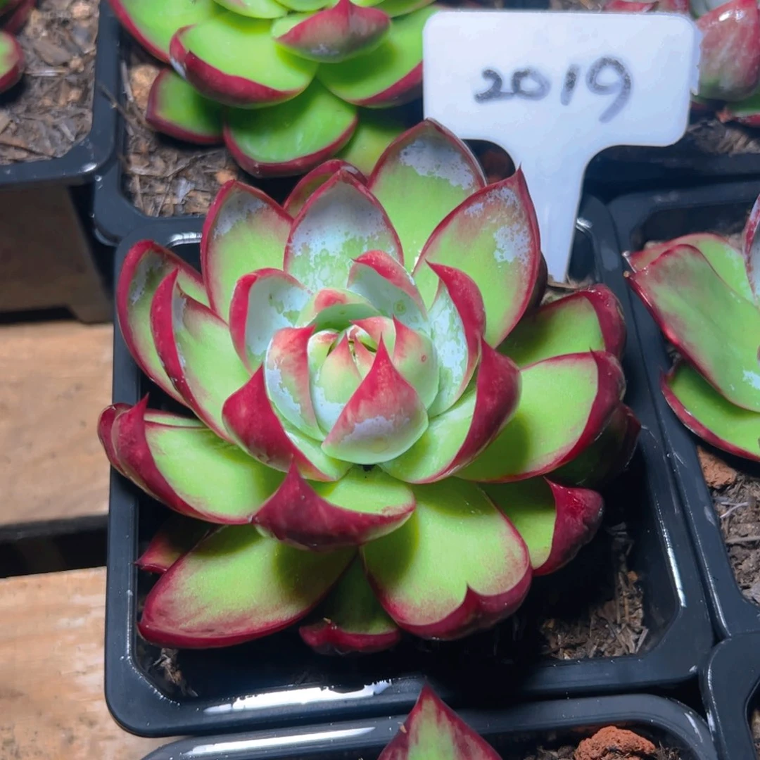 惊鸿仙子一物一拍2019号