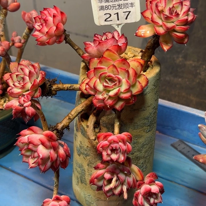 大217，bcbcbvhhhhhh