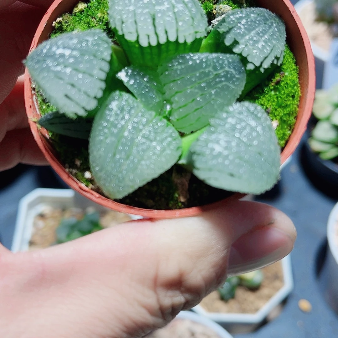 天空之镜新手好养