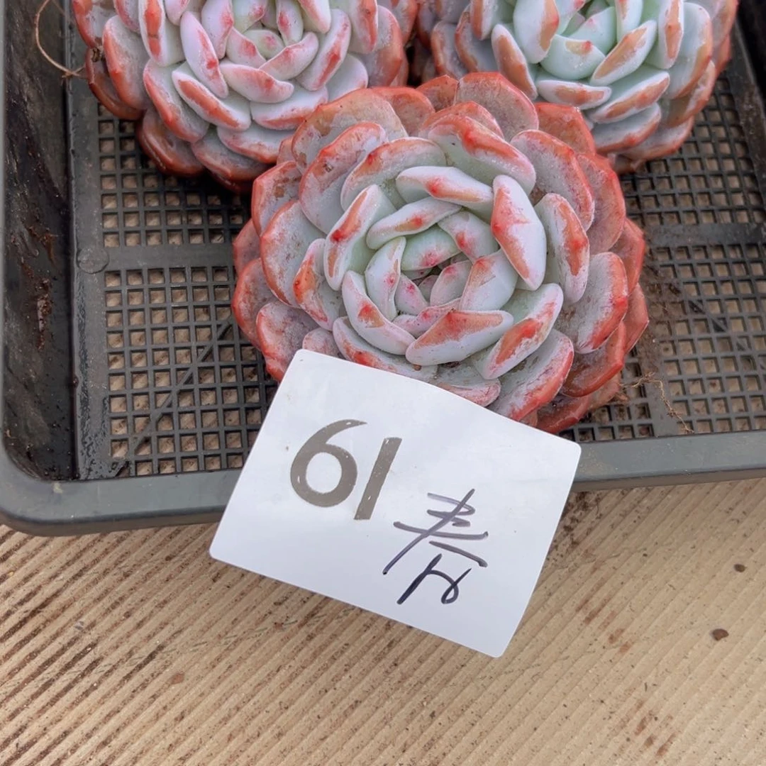 ?****?61）香港超好超v结局拒绝