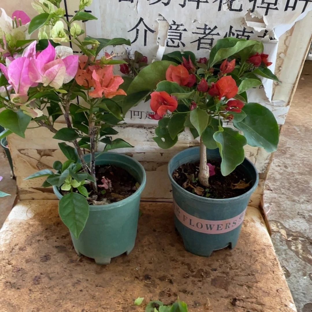 ****滚当前无花栽培后可以开花1-2181