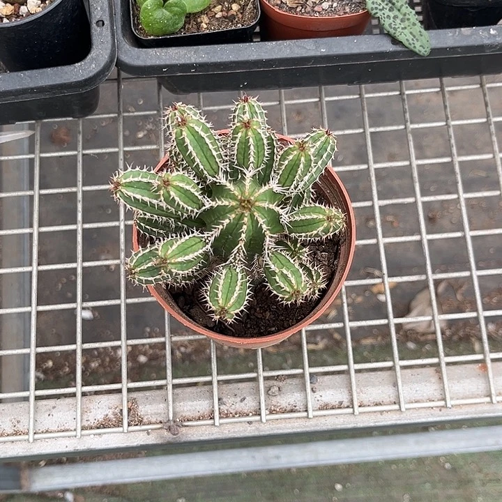 当前无花朵，栽培后可花朵叫***k