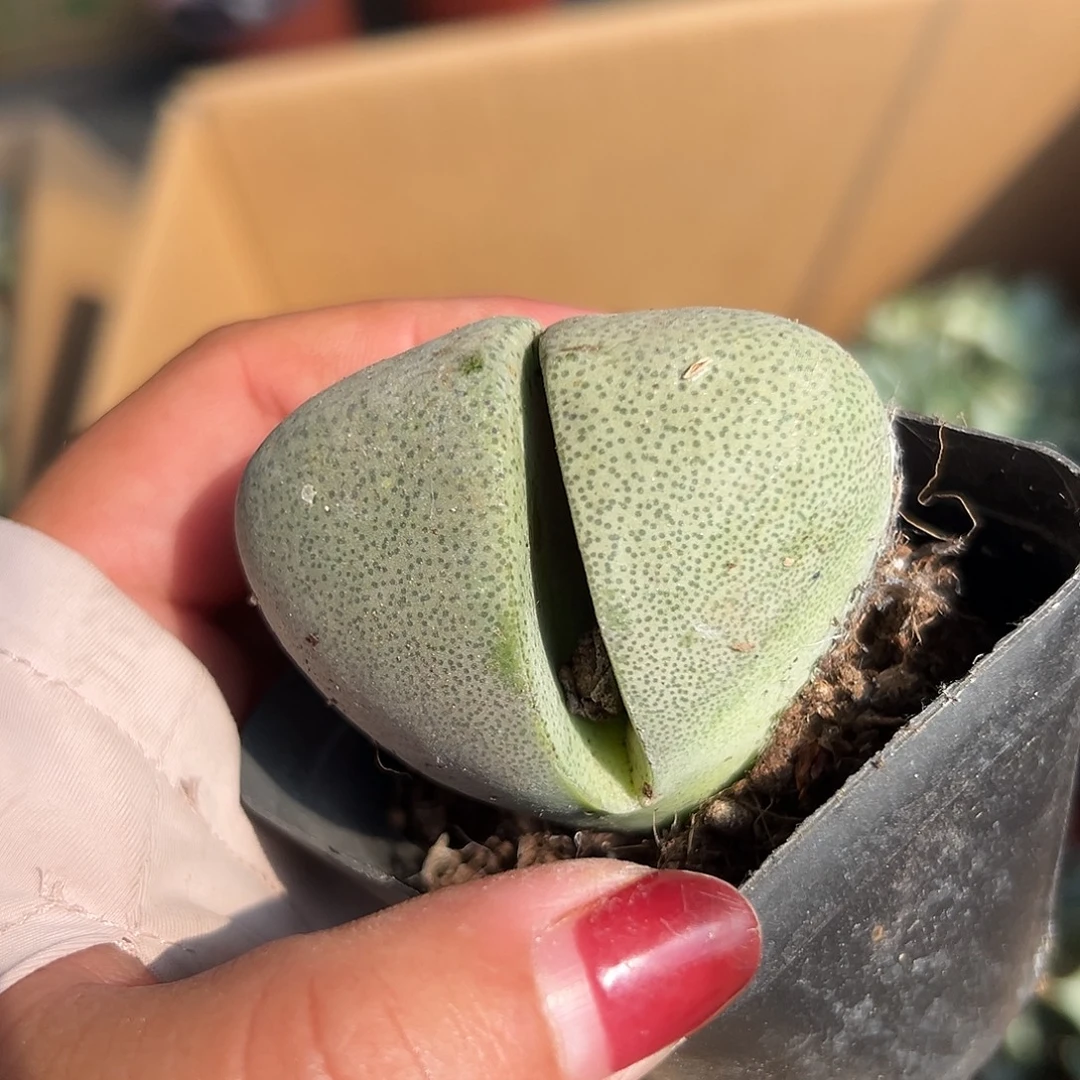 多肉植物绿帝玉单头
