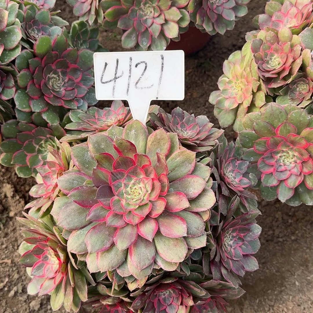 4121莲花座多肉法师多肉