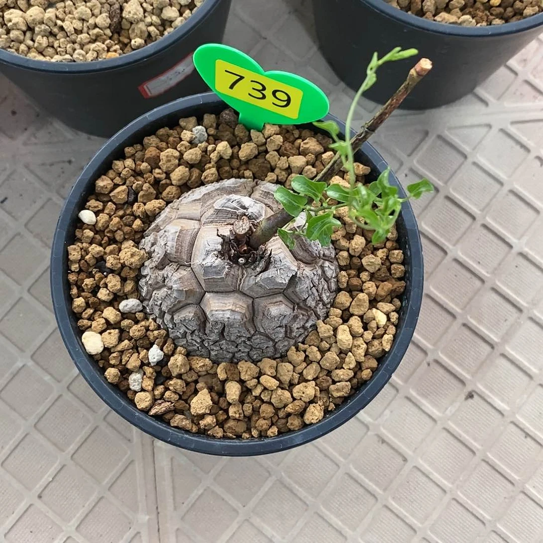 红**姐南非龟甲龙龟甲龙