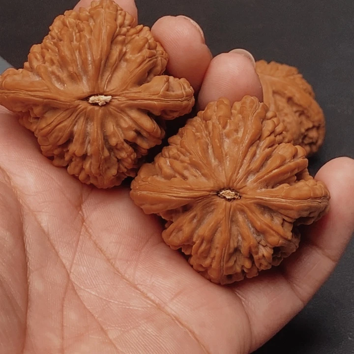 核桃虎头王45尺核桃