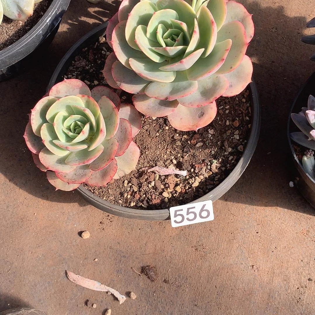 556白雪一物一拍多肉