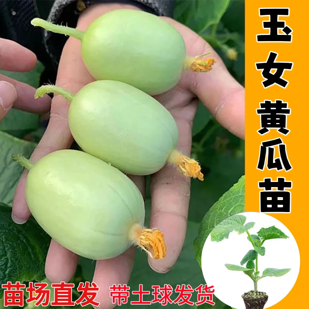 金童玉女拇指小水果黄瓜苗秧旱大小黄瓜种籽四季盆栽春秋高产