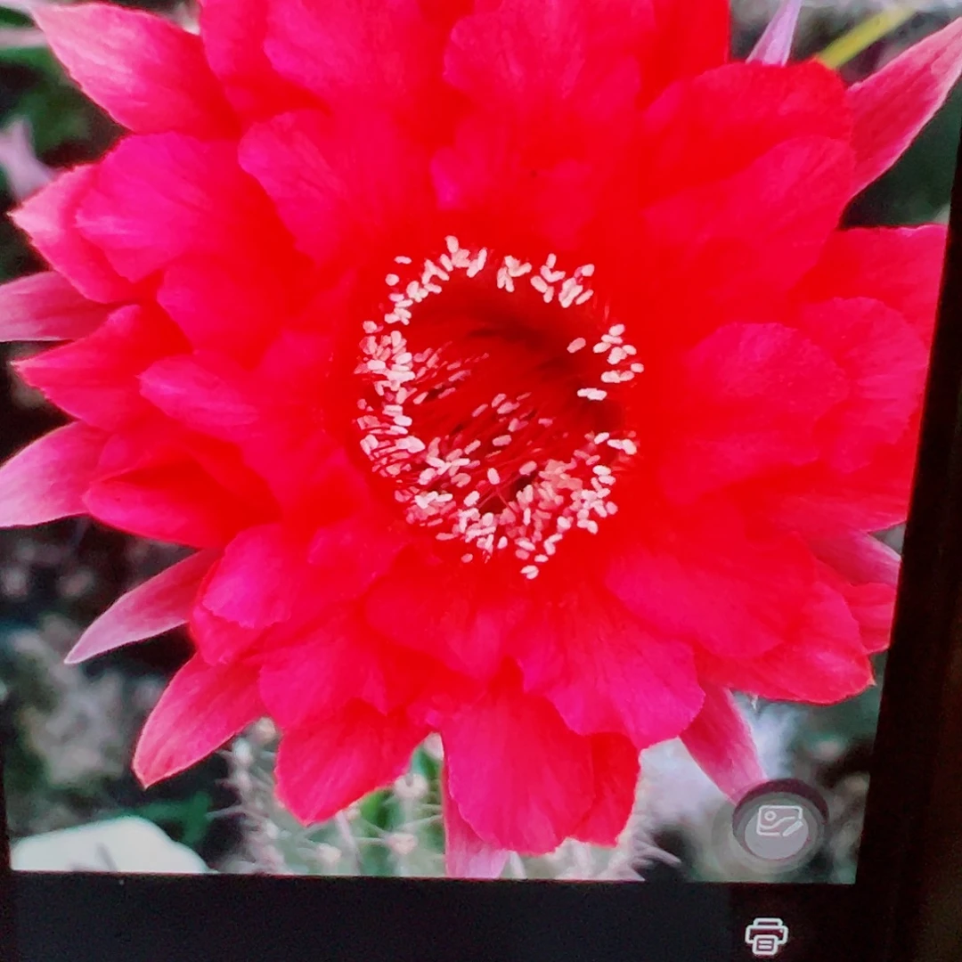彩草 z41侧芽 满 20包邮