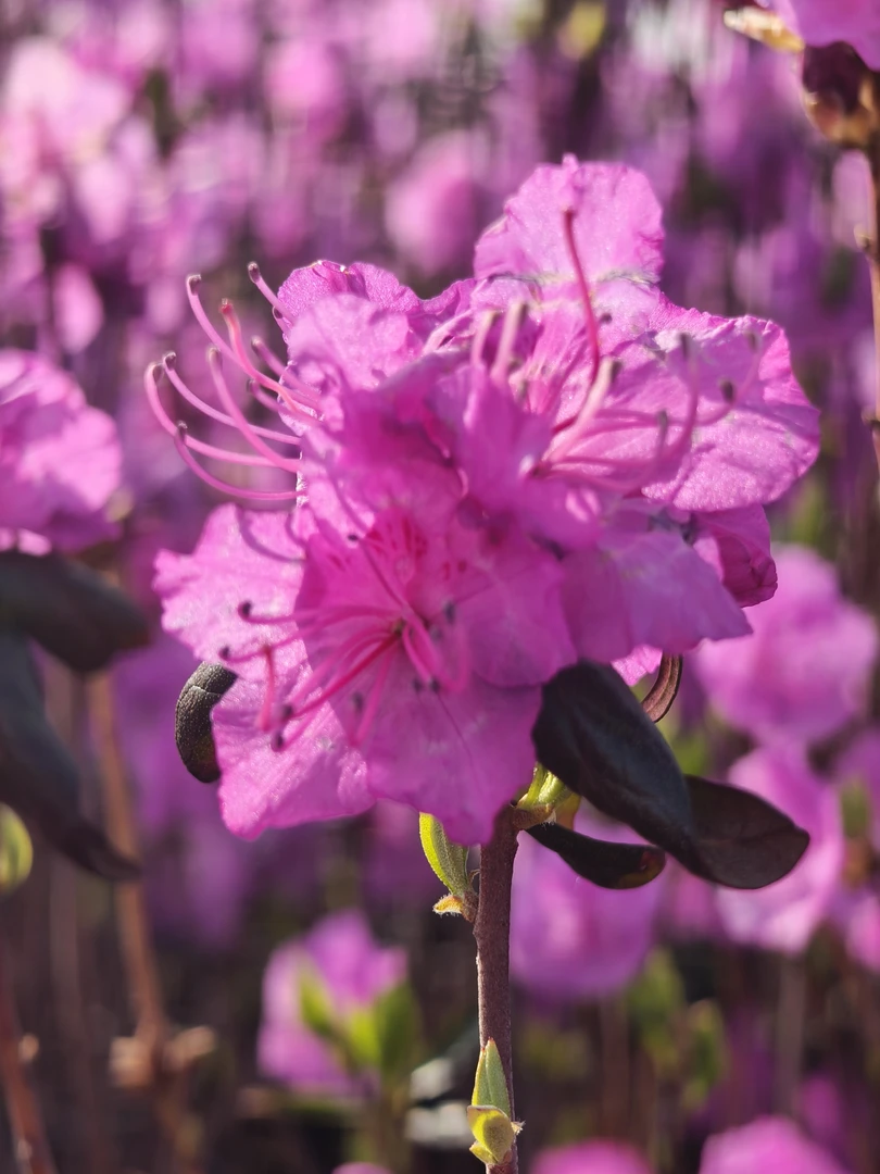 【金达莱半落叶杜鹃】达达香耐寒-45°多年开花叶片幽香庭院花园植物