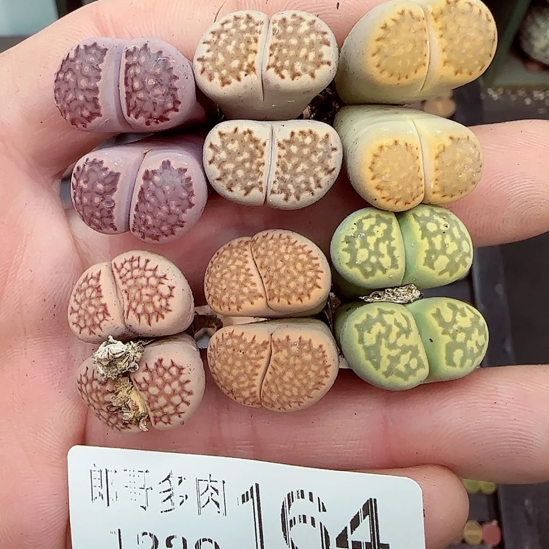 满满18包邮1229-164