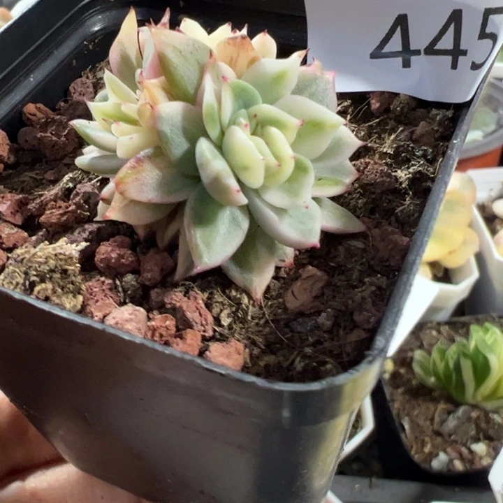 麦秆锦多肉植物445