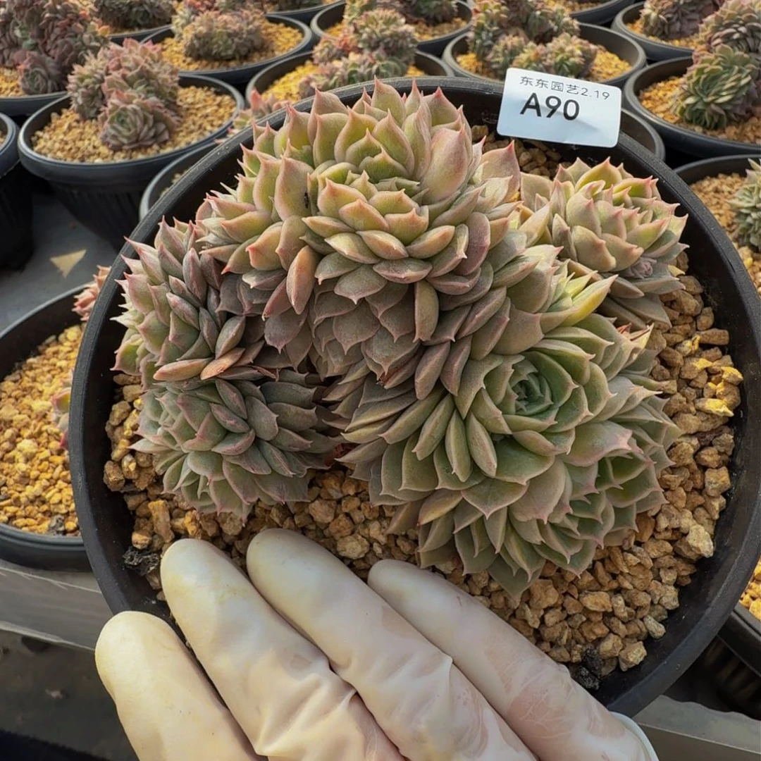 a a a a a a a a a 90