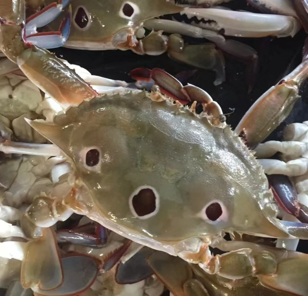 惠来县 神泉港 三目公鱼 5斤(2一3只)