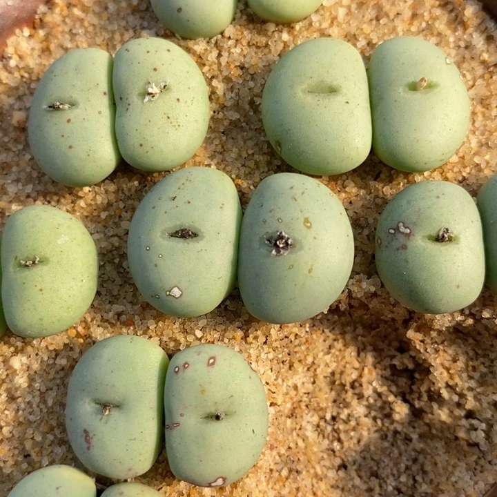 大型紫花饼双头一颗买2送1