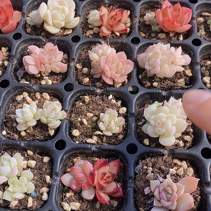 41 多肉植物盆栽花卉