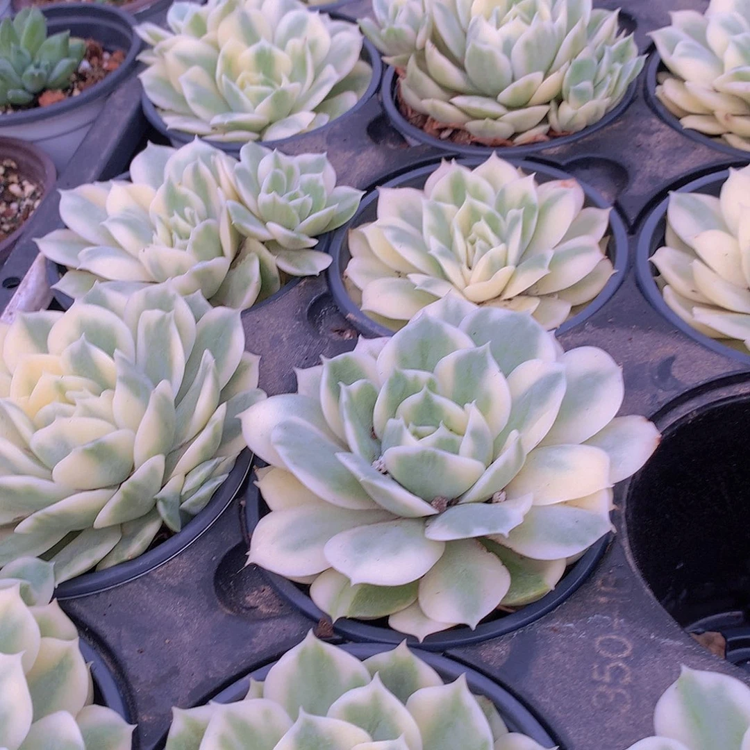 昂斯洛锦346778899990