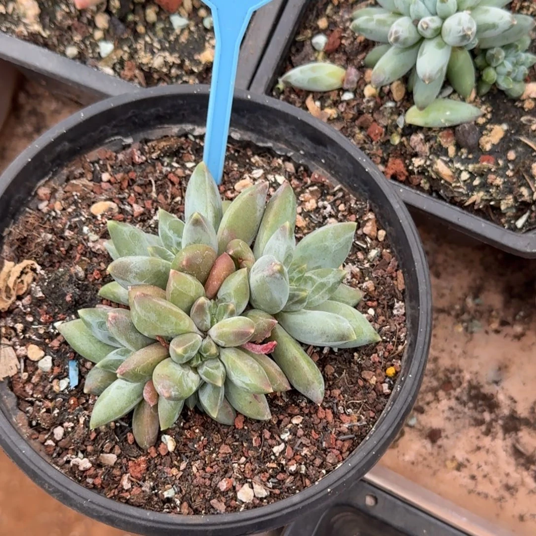 多肉植物彩体重楼064