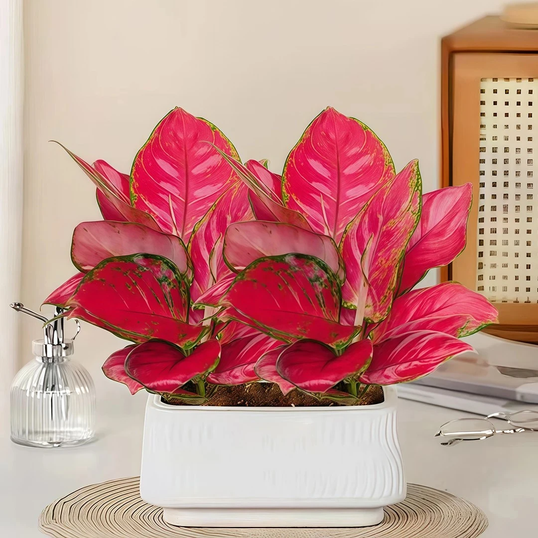 【花伴水】富贵红如意室内外自然美观好养植物绿植盆栽