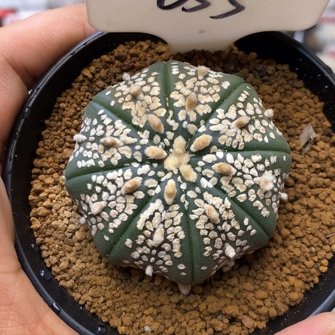 055皇室福利特价咯特价咯