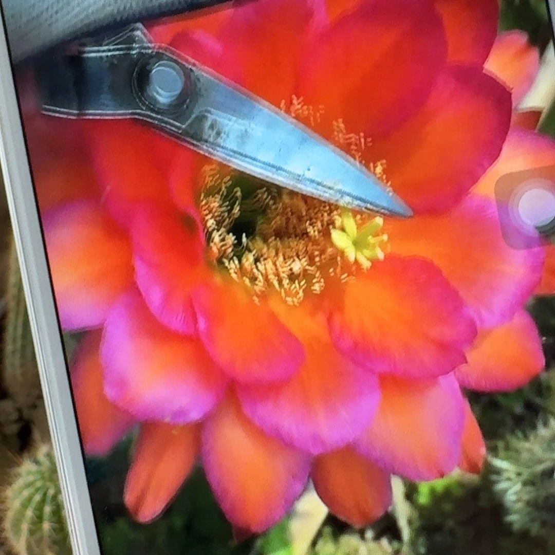 阿不里侧芽5公分毛花柱仙人球